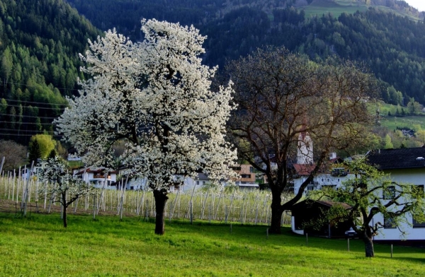 Gaimberg (9)